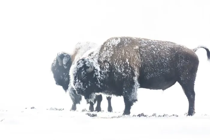 Framed Print : Bearing the cold Framed Print : Bearing the cold