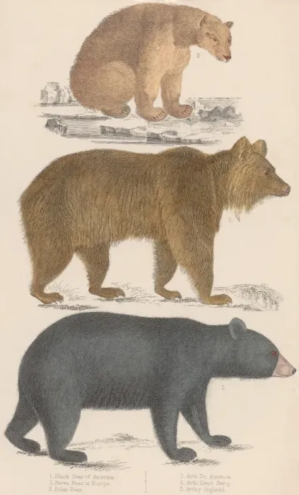 Framed Print : Three Bears