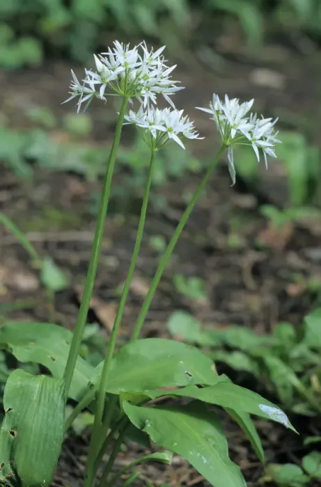 Framed Print : Bears garlic, wild garlic (Allium ursinum) Framed Print : Bears garlic, wild garlic (Allium ursinum)