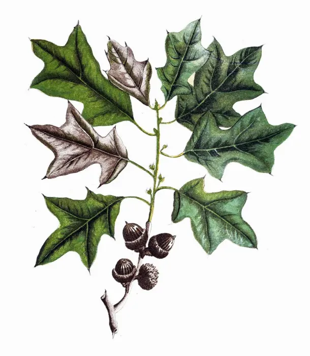 Framed Print : Bears Oak (Quercus banisteri) Framed Print : Bears Oak (Quercus banisteri)