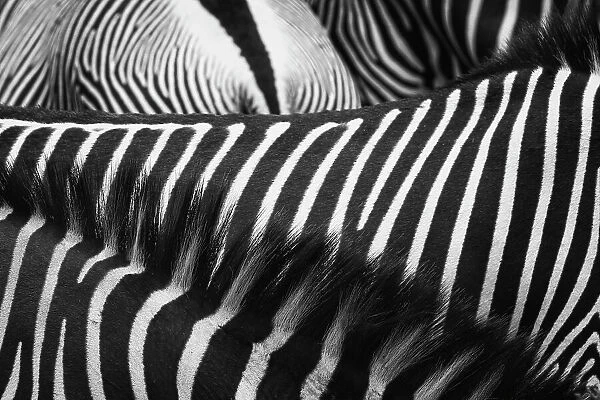 Beautiful Art of Grevy's Zebra Stripes and Manes at Samburu National Park