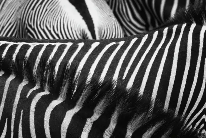 Framed Print : Beautiful Art of Grevy's Zebra Stripes and Manes at Samburu National Park Framed Print : Beautiful Art of Grevy's Zebra Stripes and Manes at Samburu National Park