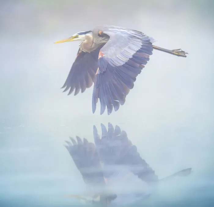 Framed Print : Beautiful Blue Misty Pastel Colors and Great Blue Heron in Flight in Pennsylvania Framed Print : Beautiful Blue Misty Pastel Colors and Great Blue Heron in Flight in Pennsylvania