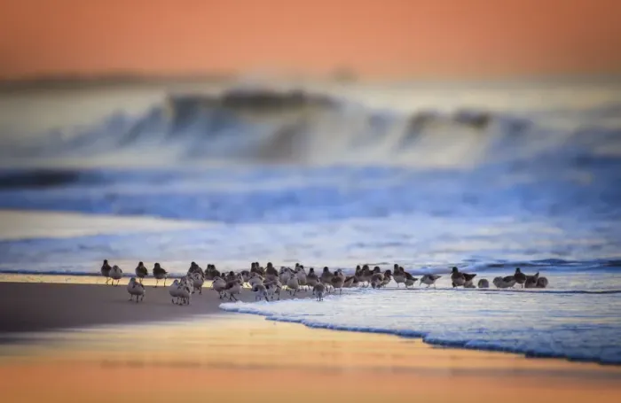 Framed Print : Beautiful Blue Wave, Orange Sky and Sanderlings in the Water at Jones Beach, Long Island