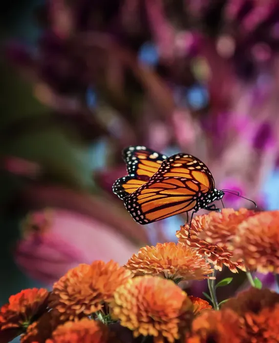 Framed Print : Beautiful Butterfly on Orange Chrysanthemums in Babylon, Long Island