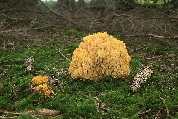 Beautiful Clavaria or Yellow-tipped Coral Fungus (Ramaria formosa), Allgaeu, Bavaria, Germany, Europe