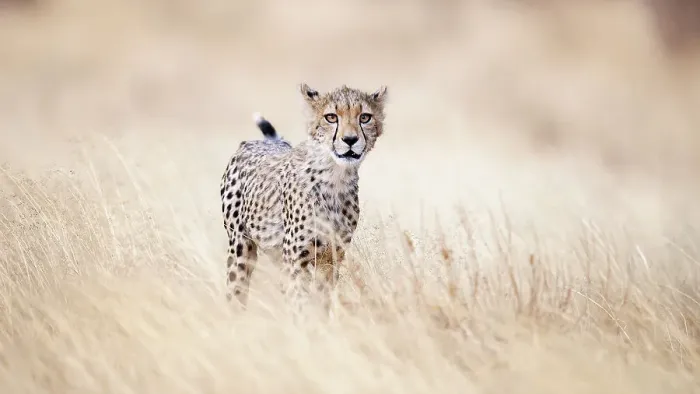Framed Print : Beautiful Close Up of Cheetah Walking Through Golden Grass in Kenya Framed Print : Beautiful Close Up of Cheetah Walking Through Golden Grass in Kenya