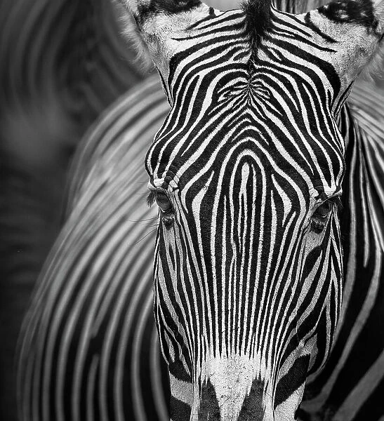 Beautiful Close Up of Grevy's Zebra Looking at Camera