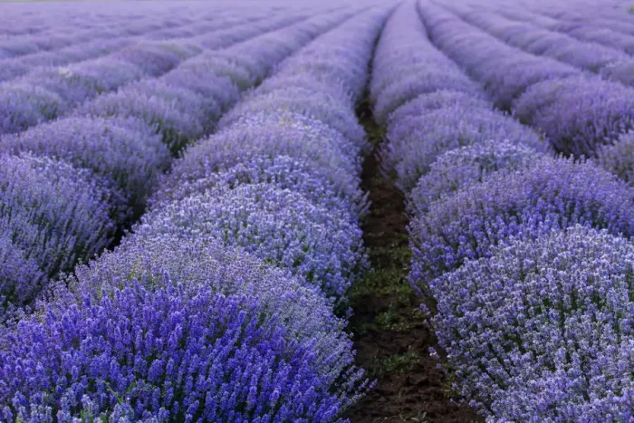 Framed Print : Beautiful and colourful lavander field Framed Print : Beautiful and colourful lavander field