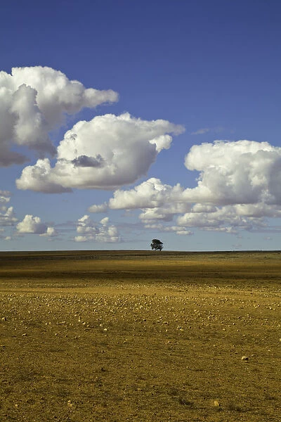 Beautiful cumulus clouds and lone tree, Australia
