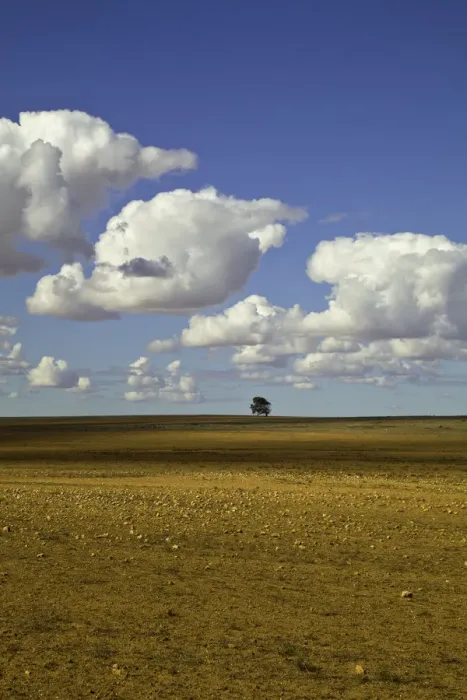 Framed Print : Beautiful cumulus clouds and lone tree, Australia Framed Print : Beautiful cumulus clouds and lone tree, Australia