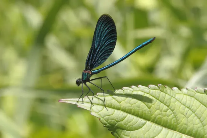 Framed Print : Beautiful Demoiselle -Calopteryx virgo-, male sitting on a leaf, Wiederstein, Neunkirchen, North Rhine-Westphalia, Germany