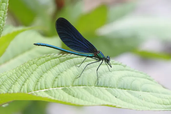 Framed Print : Beautiful Demoiselle -Calopteryx virgo-, male sitting on a leaf, Wiederstein, Neunkirchen, North Rhine-Westphalia, Germany