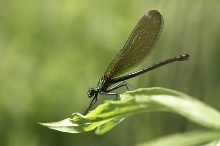 Framed Print : Beautiful Demoiselle -Calopteryx virgo-, female, Ummendorfer Ried Nature Reserve, Ummendorf, Upper Swabia, Baden-Wurttemberg, Germany Framed Print : Beautiful Demoiselle -Calopteryx virgo-, female, Ummendorfer Ried Nature Reserve, Ummendorf, Upper Swabia, Baden-Wurttemberg, Germany