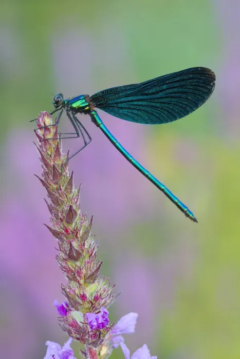 Framed Print : Beautiful Demoiselle -Calopteryx virgo-, Burgenland, Austria Framed Print : Beautiful Demoiselle -Calopteryx virgo-, Burgenland, Austria