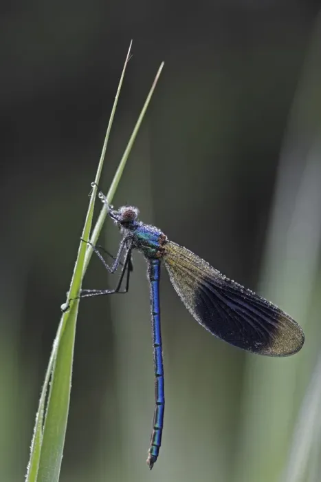 Framed Print : Beautiful Demoiselle -Calopteryx virgo-, male, morning dew, on reeds, Ummendorfer Ried, Upper Swabia, Baden-Wuerttemberg, Germany, Europe Framed Print : Beautiful Demoiselle -Calopteryx virgo-, male, morning dew, on reeds, Ummendorfer Ried, Upper Swabia, Baden-Wuerttemberg, Germany, Europe