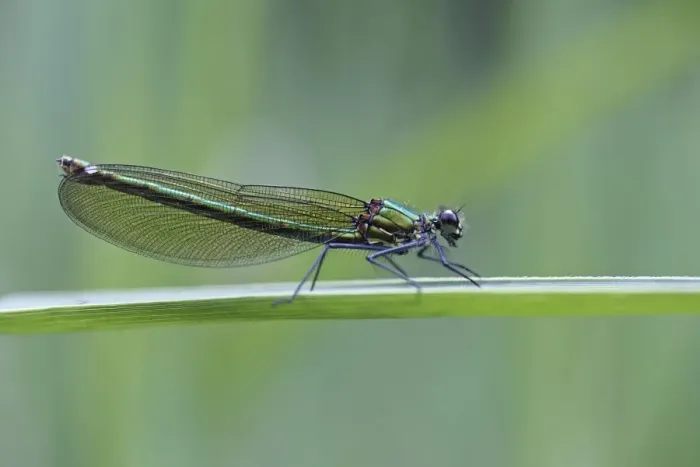 Framed Print : Beautiful Demoiselle -Calopteryx virgo-, female, Ummendorfer Ried, Upper Swabia, Baden-Wuerttemberg, Germany, Europe Framed Print : Beautiful Demoiselle -Calopteryx virgo-, female, Ummendorfer Ried, Upper Swabia, Baden-Wuerttemberg, Germany, Europe