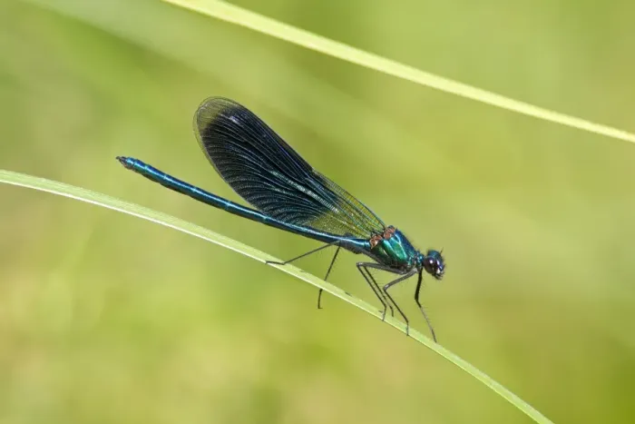 Framed Print : Beautiful Demoiselle -Calopteryx virgo-, Luebeln, Wendland, Lower Saxony, Germany Framed Print : Beautiful Demoiselle -Calopteryx virgo-, Luebeln, Wendland, Lower Saxony, Germany