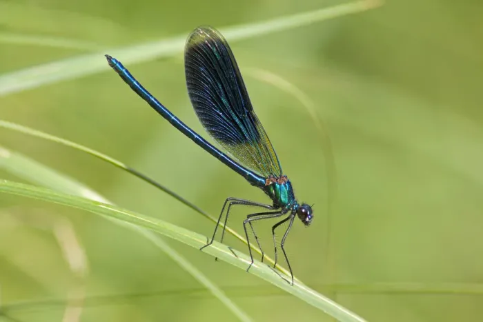 Framed Print : Beautiful Demoiselle -Calopteryx virgo-, Luebeln, Wendland, Lower Saxony, Germany Framed Print : Beautiful Demoiselle -Calopteryx virgo-, Luebeln, Wendland, Lower Saxony, Germany