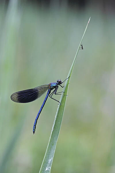 Beautiful Demoiselle -Calopteryx virgo-, male, and mosquito -Culicidae- on reeds, Ummendorfer Ried, Upper Swabia, Baden-Wuerttemberg, Germany, Europe