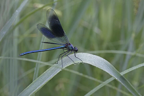 Beautiful Demoiselle -Calopteryx virgo-, male, morning dew, on reeds, Ummendorfer Ried, Germany, Europe
