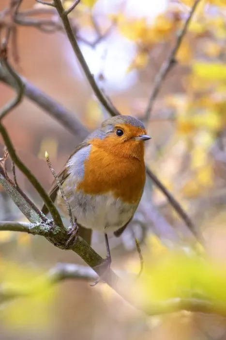 Framed Print : Beautiful European garden Robin red breast bird perched in autumn colours