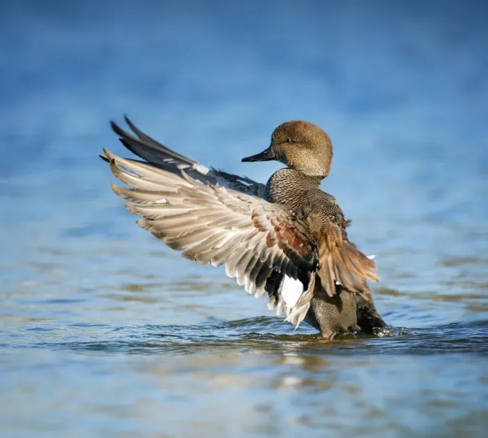 Framed Print : Beautiful Gadwall Duck Lifting His Wings Against Blue Water Framed Print : Beautiful Gadwall Duck Lifting His Wings Against Blue Water