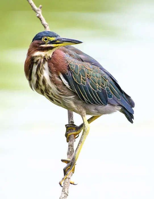 Framed Print : Beautiful Detail of Green Heron Feathers in Pennsylvania Framed Print : Beautiful Detail of Green Heron Feathers in Pennsylvania