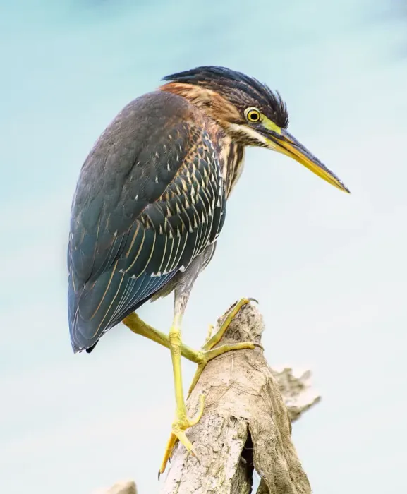 Framed Print : Beautiful Green Heron Looking Down While Fishing in Pennsylvania