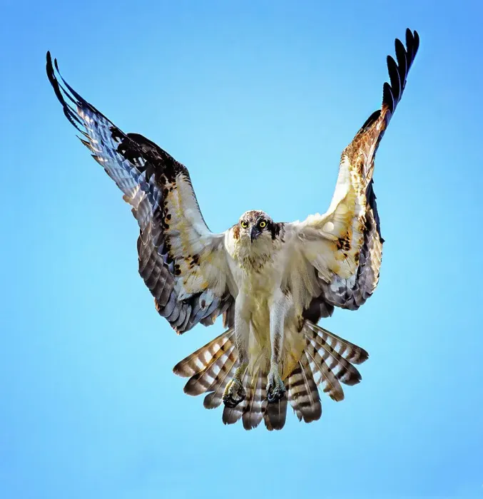 Framed Print : Beautiful Hover of Osprey Against Blue Sky at Belmont Lake State Park Framed Print : Beautiful Hover of Osprey Against Blue Sky at Belmont Lake State Park