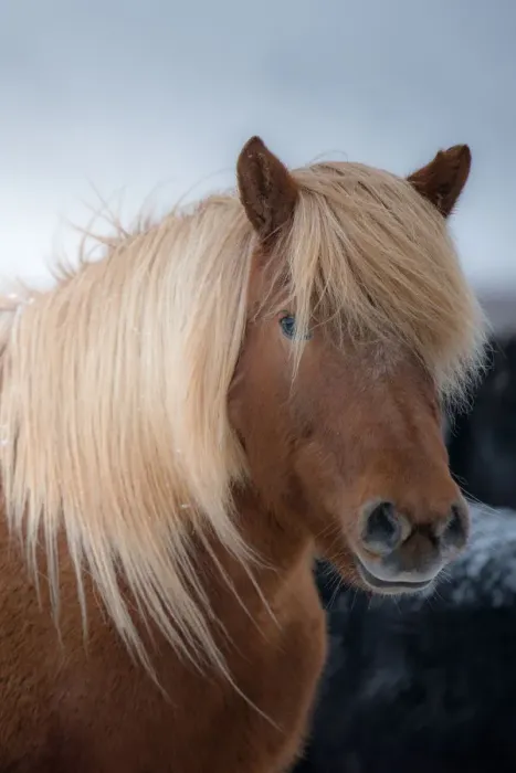 Framed Print : Beautiful icelandic horse Framed Print : Beautiful icelandic horse