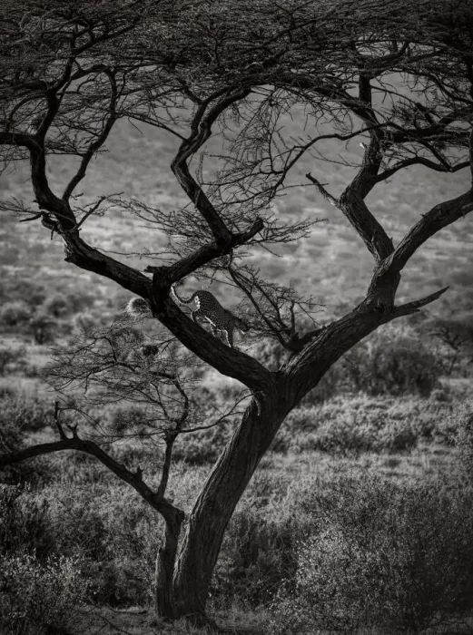 Framed Print : Beautiful Landscape and Backlit Leopard Walking Down Tree in Samburu, Kenya Framed Print : Beautiful Landscape and Backlit Leopard Walking Down Tree in Samburu, Kenya