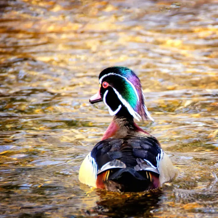 Framed Print : Beautiful Little Woodduck Alone on the Creek Framed Print : Beautiful Little Woodduck Alone on the Creek