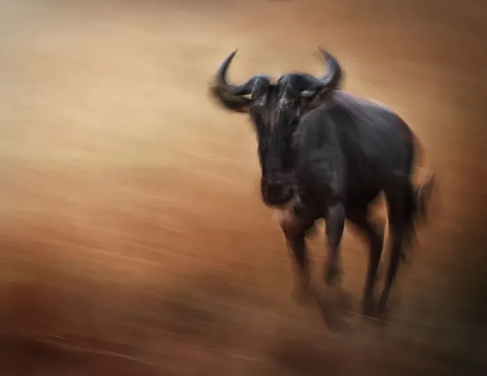 Framed Print : Beautiful motion blur of Wildebeest coming toward camera in Maasai Mara, Kenya Framed Print : Beautiful motion blur of Wildebeest coming toward camera in Maasai Mara, Kenya
