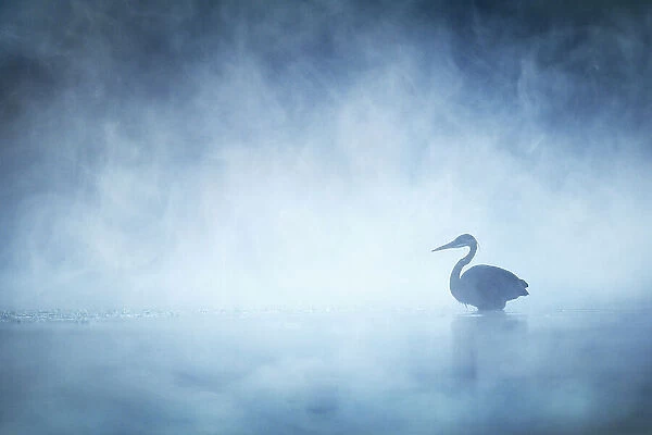 Beautiful Mysterious Great Blue Heron on Blue Misty Morning on Pond in Pennsylvania