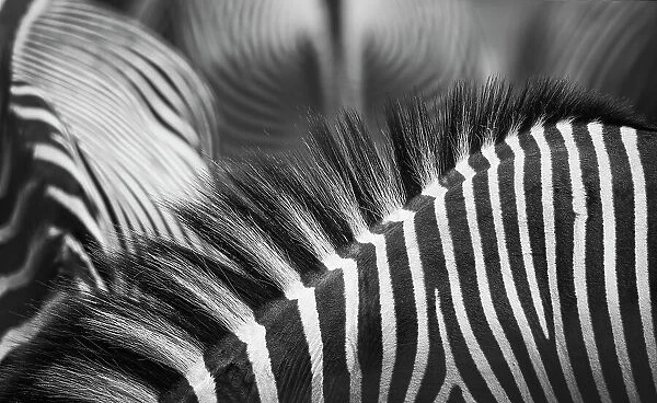 Beautiful Pattern of Zebra Stripes and Manes in Black and White