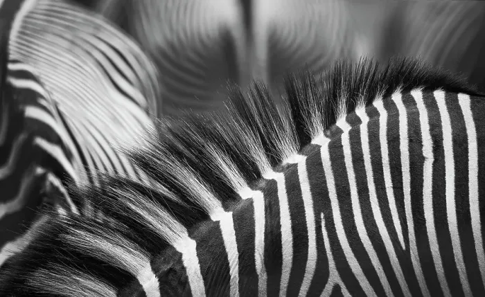 Framed Print : Beautiful Pattern of Zebra Stripes and Manes in Black and White Framed Print : Beautiful Pattern of Zebra Stripes and Manes in Black and White