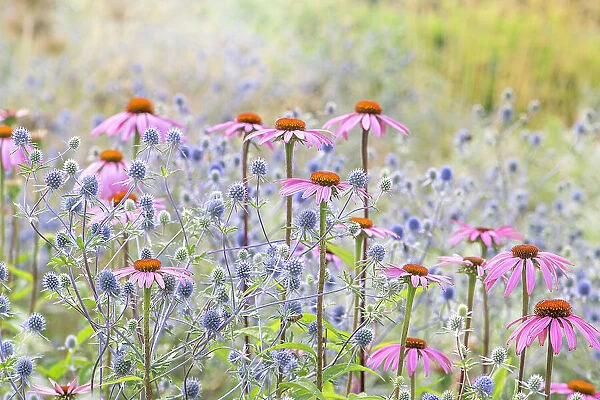 Beautiful pink Echinacea purpurea coneflowers planted with blue Sea Holly flowers in soft summer sunshine