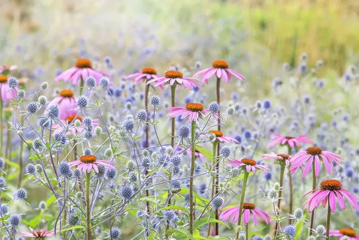Framed Print : Beautiful pink Echinacea purpurea coneflowers planted with blue Sea Holly flowers in soft summer sunshine Framed Print : Beautiful pink Echinacea purpurea coneflowers planted with blue Sea Holly flowers in soft summer sunshine