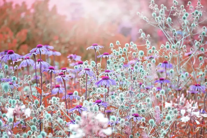 Framed Print : Beautiful pink Echinacea purpurea toned coneflowers planted with blue Sea Holly flowers in soft summer sunshine Framed Print : Beautiful pink Echinacea purpurea toned coneflowers planted with blue Sea Holly flowers in soft summer sunshine
