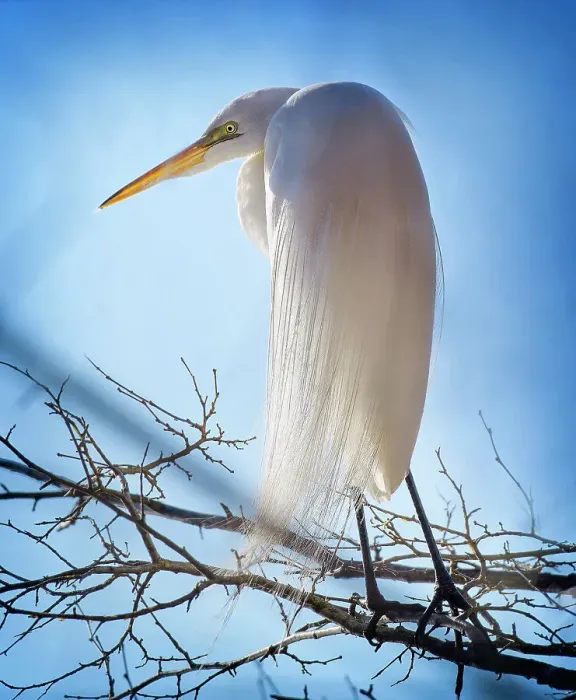 Framed Print : Beautiful Portrait of a Great Egret Against Blue Sky Framed Print : Beautiful Portrait of a Great Egret Against Blue Sky