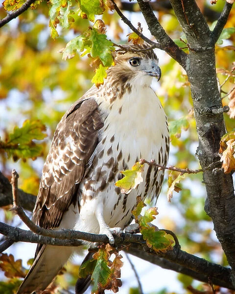 Beautiful Red Tailed Hawk (Buteo jamaicensis) Perched in Tree