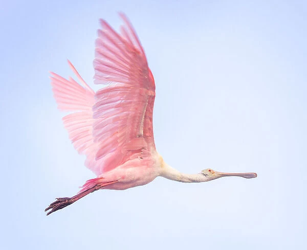 Beautiful Roseate Spoonbill in Pink Flying Against Blue Sky at Fort Myers Beach, Florida
