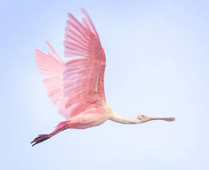 Framed Print : Beautiful Roseate Spoonbill in Pink Flying Against Blue Sky at Fort Myers Beach, Florida Framed Print : Beautiful Roseate Spoonbill in Pink Flying Against Blue Sky at Fort Myers Beach, Florida