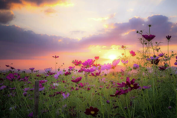 Beautiful rural landscape with sunrise and open meadow Yellow flowers bloom in the spring fields. Wild flowers blooming in the sunset Summer scene view