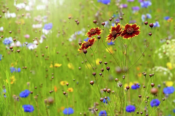 Beautiful summer Coreopsis flowers in a wildflower meadow also known as Tickseed