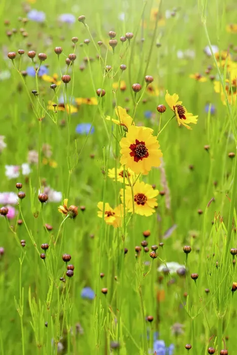 Framed Print : Beautiful summer Coreopsis flowers in a wildflower meadow also known as Tickseed Framed Print : Beautiful summer Coreopsis flowers in a wildflower meadow also known as Tickseed