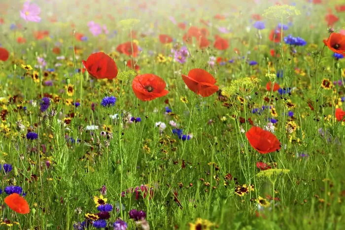 Framed Print : A beautiful summer English wildflower meadow with vibrant red corn poppies in Hazy sunshine