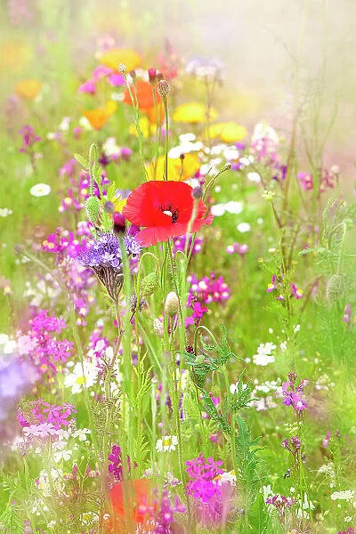beautiful summer meadow in an English cottage garden with red poppies and wildflowers