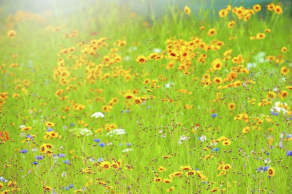 Beautiful summer wildflower meadow on soft sunshine